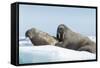 Walrus and Calf Resting on Ice in Hudson Bay, Nunavut, Canada-Paul Souders-Framed Stretched Canvas