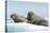 Walrus and Calf Resting on Ice in Hudson Bay, Nunavut, Canada-Paul Souders-Stretched Canvas