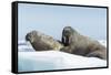 Walrus and Calf Resting on Ice in Hudson Bay, Nunavut, Canada-Paul Souders-Framed Stretched Canvas