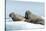 Walrus and Calf Resting on Ice in Hudson Bay, Nunavut, Canada-Paul Souders-Stretched Canvas