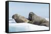 Walrus and Calf Resting on Ice in Hudson Bay, Nunavut, Canada-Paul Souders-Framed Stretched Canvas