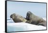 Walrus and Calf Resting on Ice in Hudson Bay, Nunavut, Canada-Paul Souders-Framed Stretched Canvas