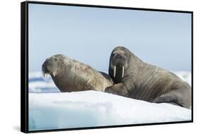 Walrus and Calf Resting on Ice in Hudson Bay, Nunavut, Canada-Paul Souders-Framed Stretched Canvas