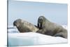 Walrus and Calf Resting on Ice in Hudson Bay, Nunavut, Canada-Paul Souders-Stretched Canvas