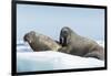 Walrus and Calf Resting on Ice in Hudson Bay, Nunavut, Canada-Paul Souders-Framed Photographic Print