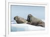 Walrus and Calf Resting on Ice in Hudson Bay, Nunavut, Canada-Paul Souders-Framed Photographic Print