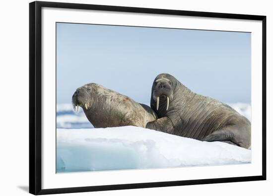 Walrus and Calf Resting on Ice in Hudson Bay, Nunavut, Canada-Paul Souders-Framed Photographic Print
