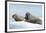 Walrus and Calf Resting on Ice in Hudson Bay, Nunavut, Canada-Paul Souders-Framed Photographic Print