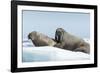 Walrus and Calf Resting on Ice in Hudson Bay, Nunavut, Canada-Paul Souders-Framed Photographic Print