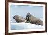 Walrus and Calf Resting on Ice in Hudson Bay, Nunavut, Canada-Paul Souders-Framed Photographic Print