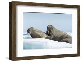 Walrus and Calf Resting on Ice in Hudson Bay, Nunavut, Canada-Paul Souders-Framed Photographic Print