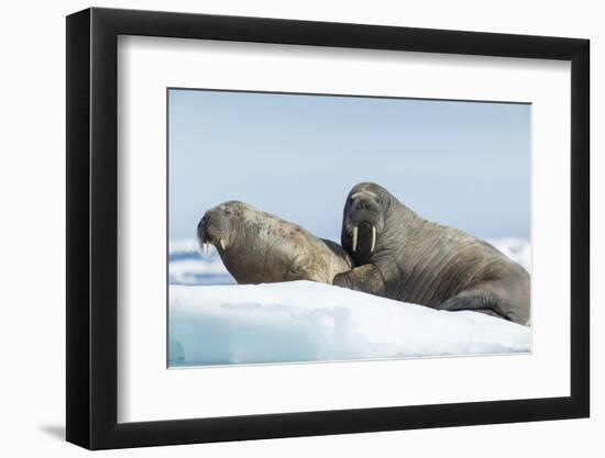 Walrus and Calf Resting on Ice in Hudson Bay, Nunavut, Canada-Paul Souders-Framed Photographic Print