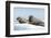 Walrus and Calf Resting on Ice in Hudson Bay, Nunavut, Canada-Paul Souders-Framed Photographic Print