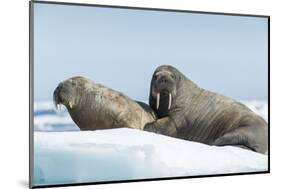 Walrus and Calf Resting on Ice in Hudson Bay, Nunavut, Canada-Paul Souders-Mounted Photographic Print