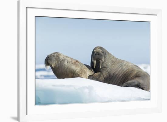 Walrus and Calf Resting on Ice in Hudson Bay, Nunavut, Canada-Paul Souders-Framed Photographic Print