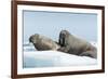 Walrus and Calf Resting on Ice in Hudson Bay, Nunavut, Canada-Paul Souders-Framed Photographic Print