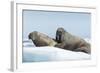 Walrus and Calf Resting on Ice in Hudson Bay, Nunavut, Canada-Paul Souders-Framed Photographic Print