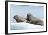 Walrus and Calf Resting on Ice in Hudson Bay, Nunavut, Canada-Paul Souders-Framed Photographic Print