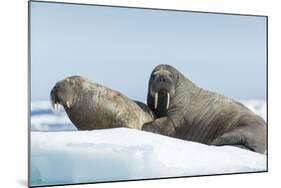 Walrus and Calf Resting on Ice in Hudson Bay, Nunavut, Canada-Paul Souders-Mounted Photographic Print