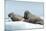 Walrus and Calf Resting on Ice in Hudson Bay, Nunavut, Canada-Paul Souders-Mounted Photographic Print