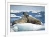 Walrus and Calf Resting on Ice in Hudson Bay, Nunavut, Canada-Paul Souders-Framed Photographic Print