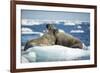 Walrus and Calf Resting on Ice in Hudson Bay, Nunavut, Canada-Paul Souders-Framed Photographic Print