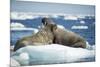 Walrus and Calf Resting on Ice in Hudson Bay, Nunavut, Canada-Paul Souders-Mounted Photographic Print