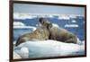 Walrus and Calf Resting on Ice in Hudson Bay, Nunavut, Canada-Paul Souders-Framed Photographic Print