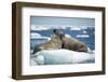 Walrus and Calf Resting on Ice in Hudson Bay, Nunavut, Canada-Paul Souders-Framed Photographic Print