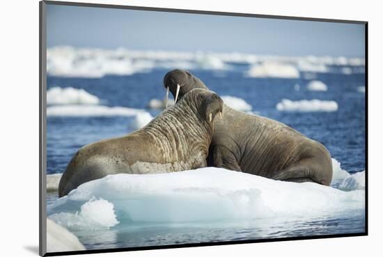 Walrus and Calf Resting on Ice in Hudson Bay, Nunavut, Canada-Paul Souders-Mounted Photographic Print