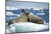 Walrus and Calf Resting on Ice in Hudson Bay, Nunavut, Canada-Paul Souders-Mounted Photographic Print