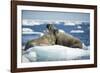 Walrus and Calf Resting on Ice in Hudson Bay, Nunavut, Canada-Paul Souders-Framed Photographic Print