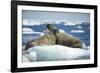 Walrus and Calf Resting on Ice in Hudson Bay, Nunavut, Canada-Paul Souders-Framed Photographic Print