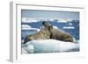 Walrus and Calf Resting on Ice in Hudson Bay, Nunavut, Canada-Paul Souders-Framed Photographic Print