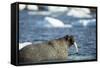 Walrus and Sea Ice in Hudson Bay, Nunavut, Canada-Paul Souders-Framed Stretched Canvas