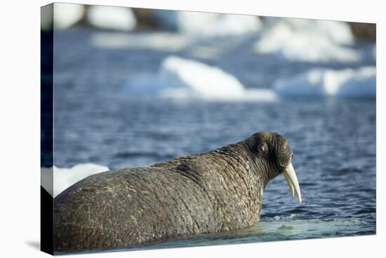 Walrus and Sea Ice in Hudson Bay, Nunavut, Canada-Paul Souders-Stretched Canvas