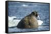 Walrus and Sea Ice in Hudson Bay, Nunavut, Canada-Paul Souders-Framed Stretched Canvas