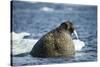 Walrus and Sea Ice in Hudson Bay, Nunavut, Canada-Paul Souders-Stretched Canvas