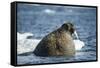 Walrus and Sea Ice in Hudson Bay, Nunavut, Canada-Paul Souders-Framed Stretched Canvas