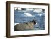 Walrus and Sea Ice in Hudson Bay, Nunavut, Canada-Paul Souders-Framed Photographic Print