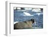 Walrus and Sea Ice in Hudson Bay, Nunavut, Canada-Paul Souders-Framed Photographic Print