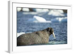 Walrus and Sea Ice in Hudson Bay, Nunavut, Canada-Paul Souders-Framed Photographic Print