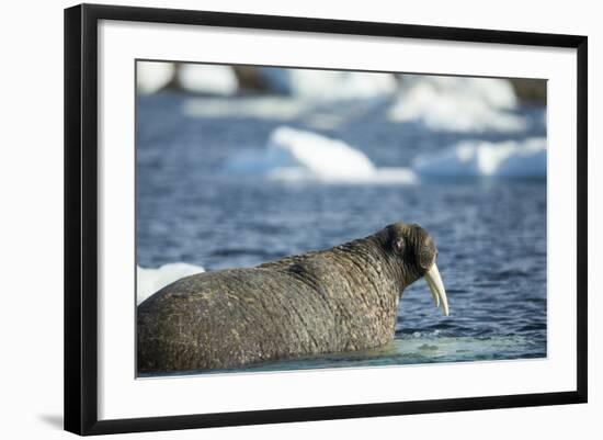 Walrus and Sea Ice in Hudson Bay, Nunavut, Canada-Paul Souders-Framed Photographic Print