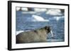 Walrus and Sea Ice in Hudson Bay, Nunavut, Canada-Paul Souders-Framed Photographic Print