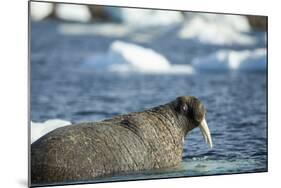 Walrus and Sea Ice in Hudson Bay, Nunavut, Canada-Paul Souders-Mounted Photographic Print