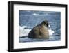 Walrus and Sea Ice in Hudson Bay, Nunavut, Canada-Paul Souders-Framed Photographic Print