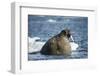 Walrus and Sea Ice in Hudson Bay, Nunavut, Canada-Paul Souders-Framed Photographic Print