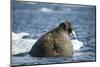 Walrus and Sea Ice in Hudson Bay, Nunavut, Canada-Paul Souders-Mounted Photographic Print