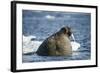 Walrus and Sea Ice in Hudson Bay, Nunavut, Canada-Paul Souders-Framed Photographic Print