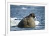 Walrus and Sea Ice in Hudson Bay, Nunavut, Canada-Paul Souders-Framed Photographic Print